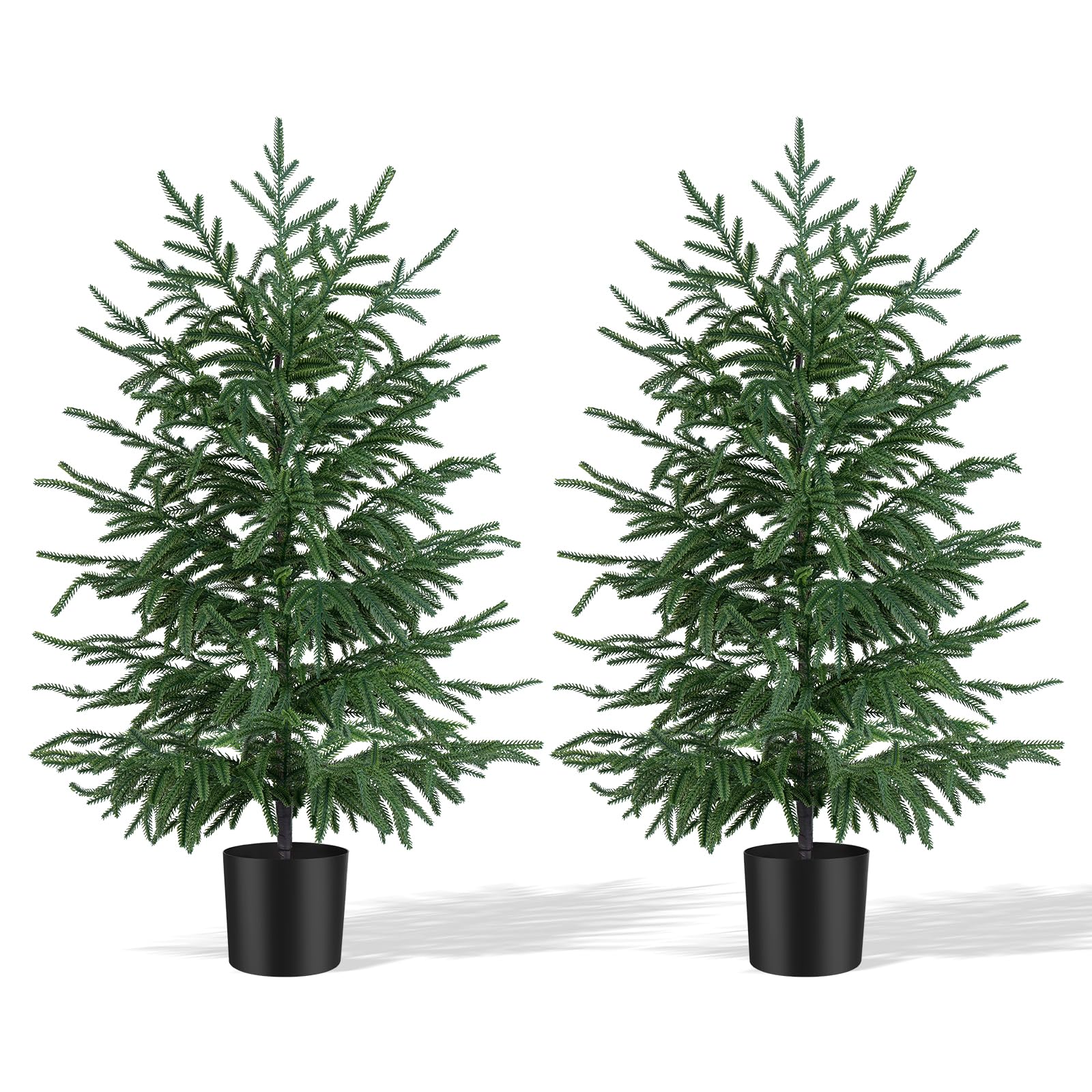 Grooy front view of two 3ft Norfolk Pines showing lifelike foliage and balance