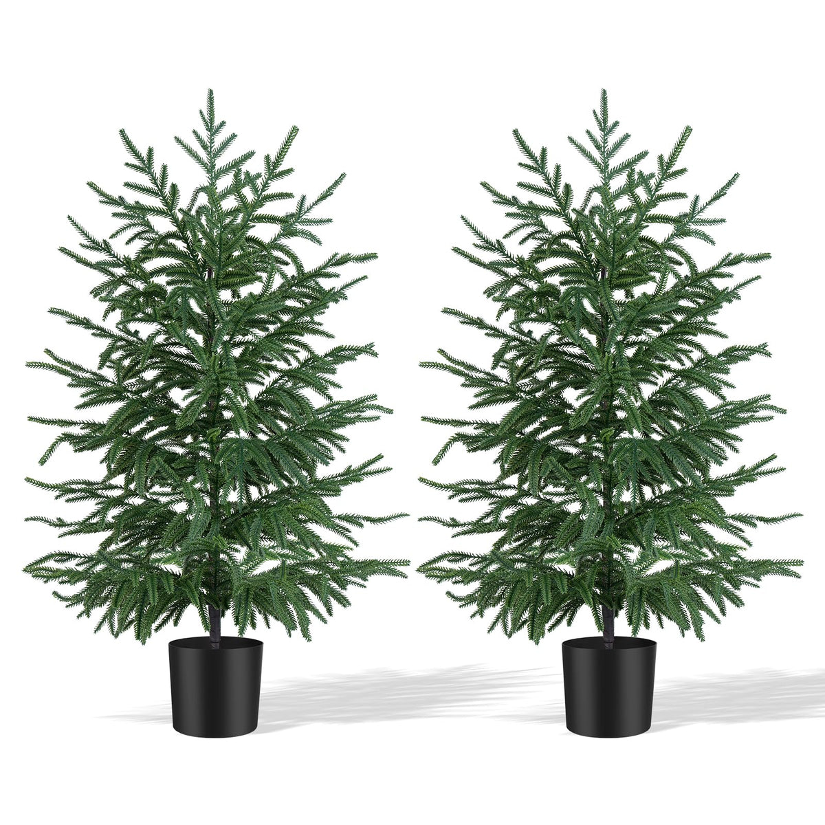 Grooy front view of two 3ft Norfolk Pines showing lifelike foliage and balance