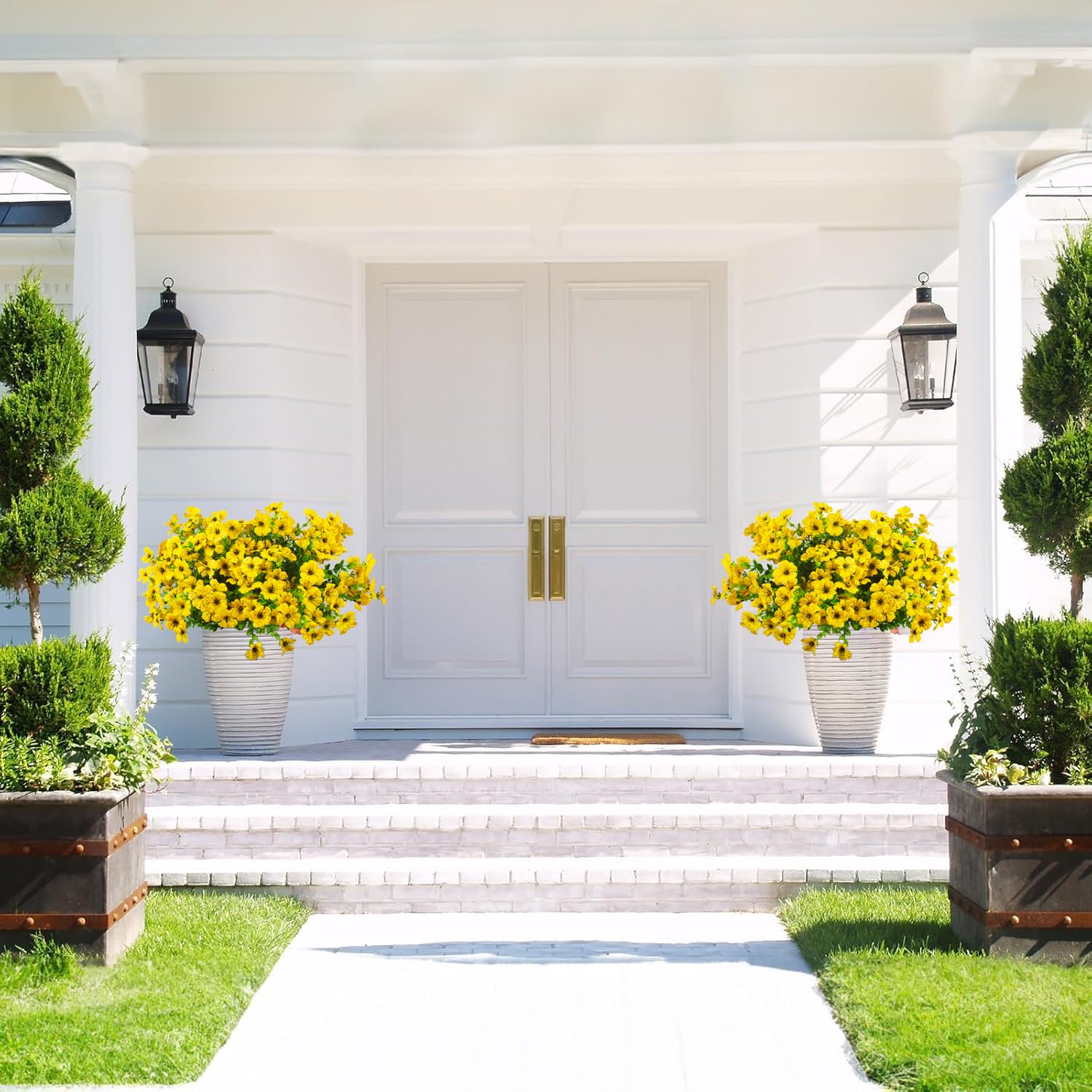 Grunyia daisies in a window box showing sun exposure durability and no maintenance benefit