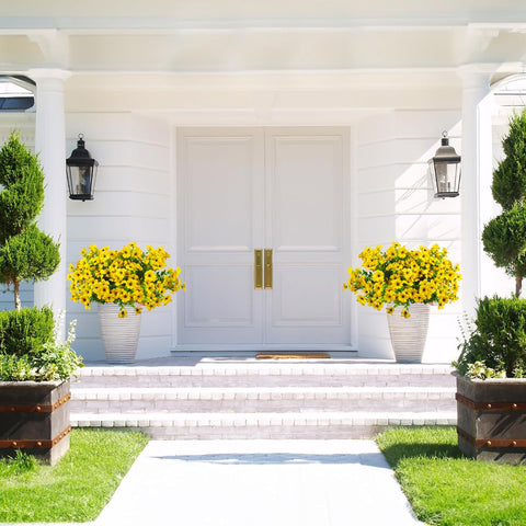 Grunyia daisies in a window box showing sun exposure durability and no maintenance benefit