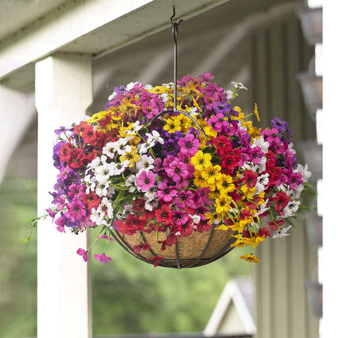 Grunyia floral display in a window box demonstrating UV resistance outdoors benefit