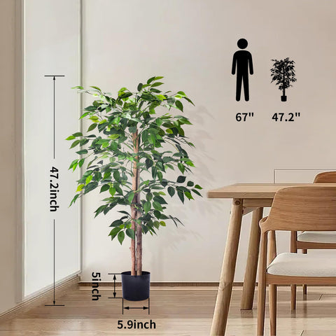 HAIHONG ficus in office setting illustrating instant decor upgrade and low maintenance