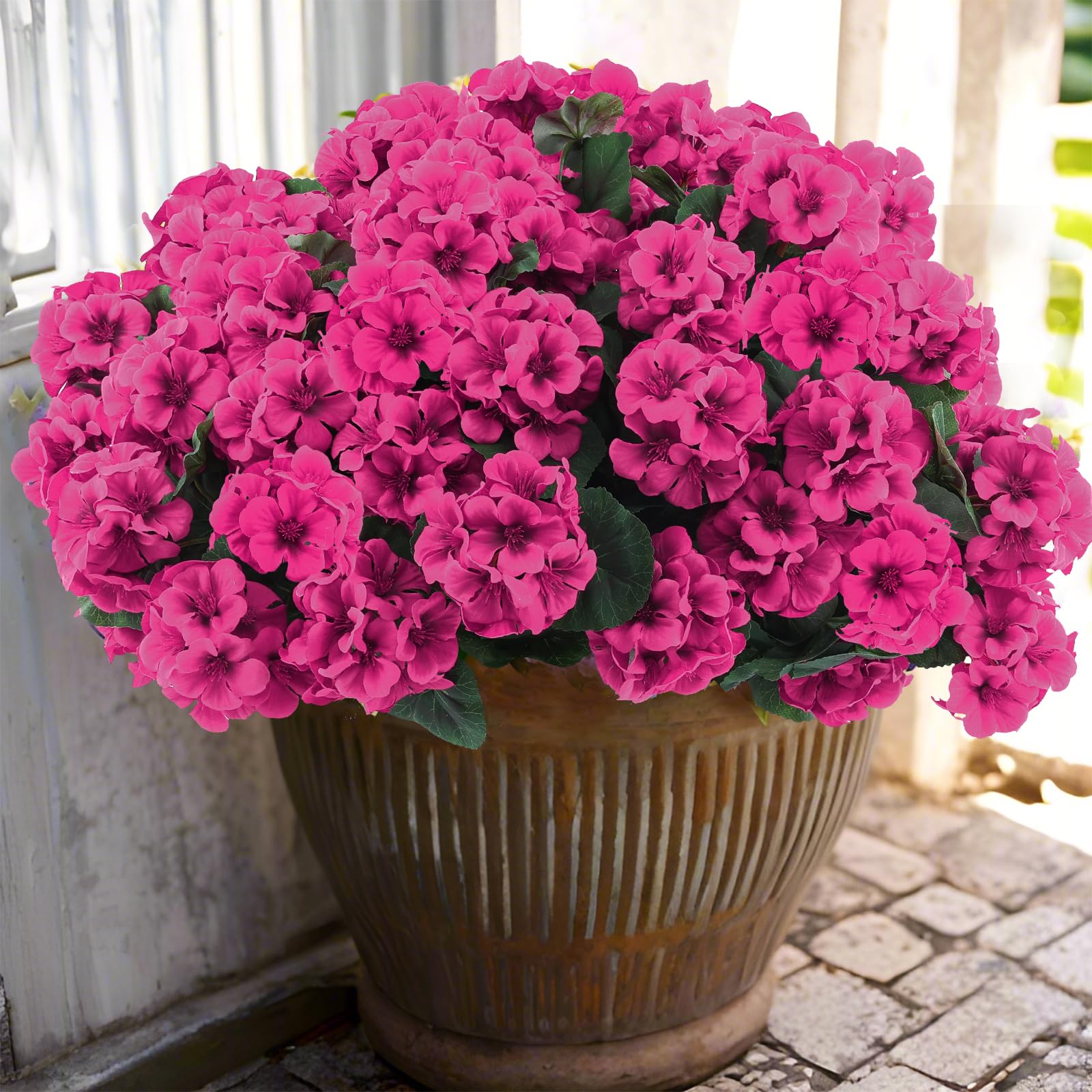 Hananona front view of bundled geraniums showing ready-to-display convenience