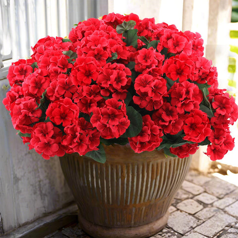 Hananona red geraniums front packaging showing 24-piece set and vivid color