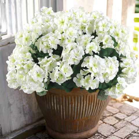 Hananona front pack of white geraniums ready to decorate outdoors