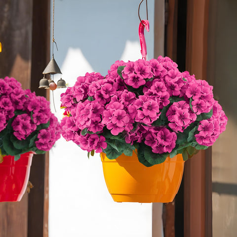 Hananona geraniums styled in vase as table centerpiece adding lasting color