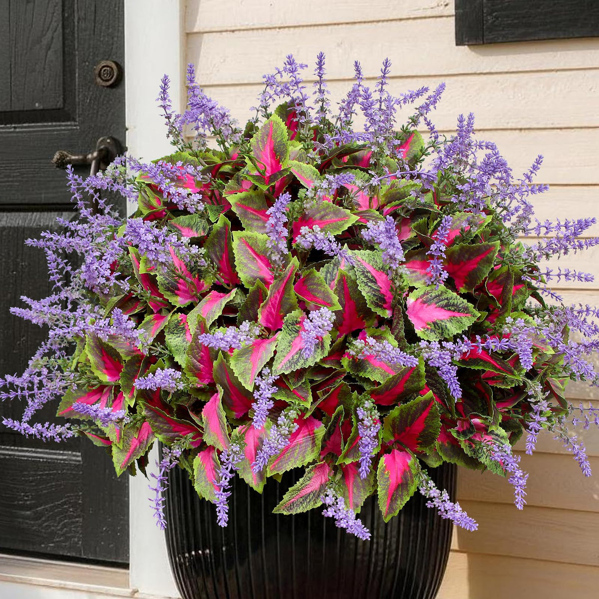HIFORESTAR front packaging showing 12 coleus bundles and bright colors