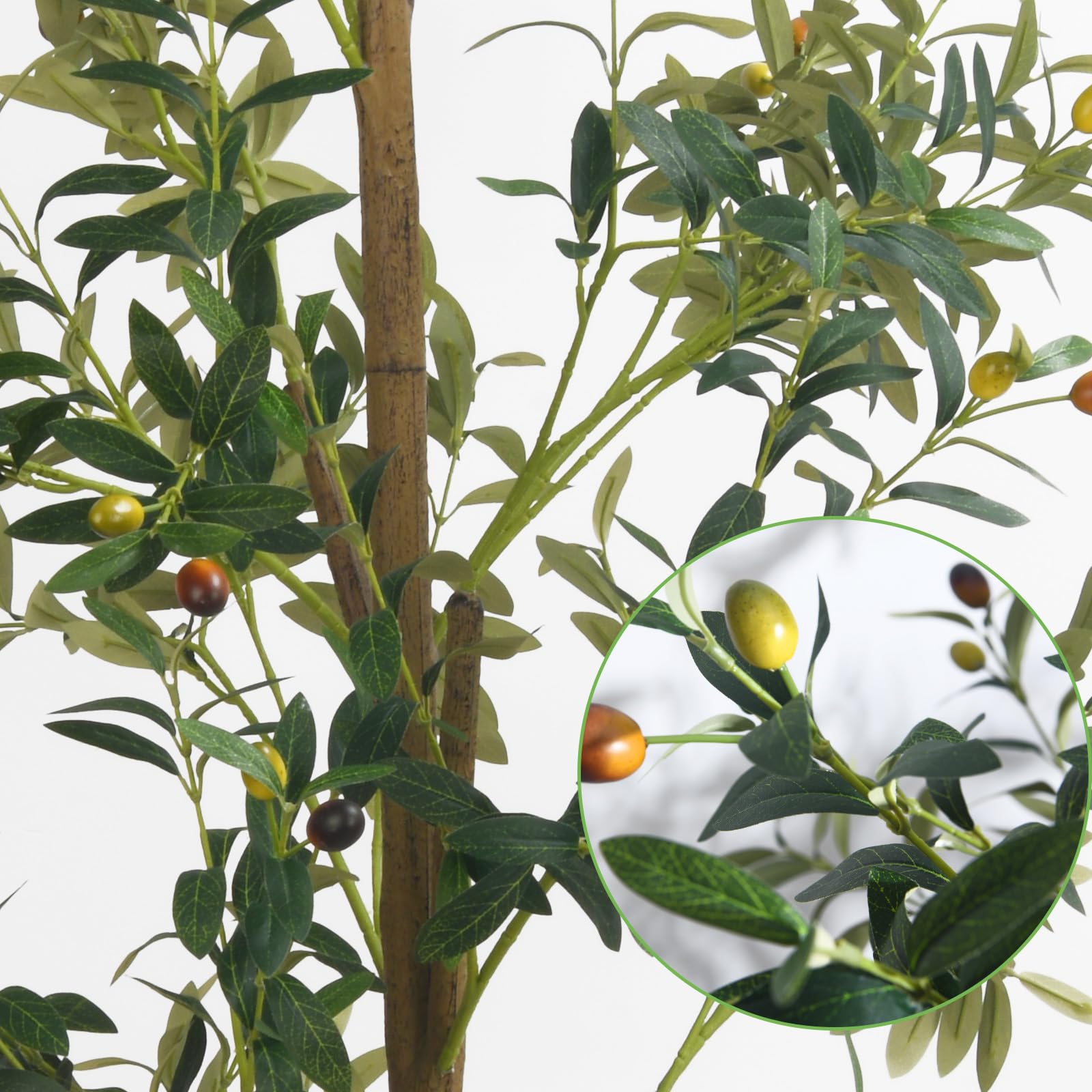 houpudamai tree next to sofa showing six-foot scale and room-filling benefit