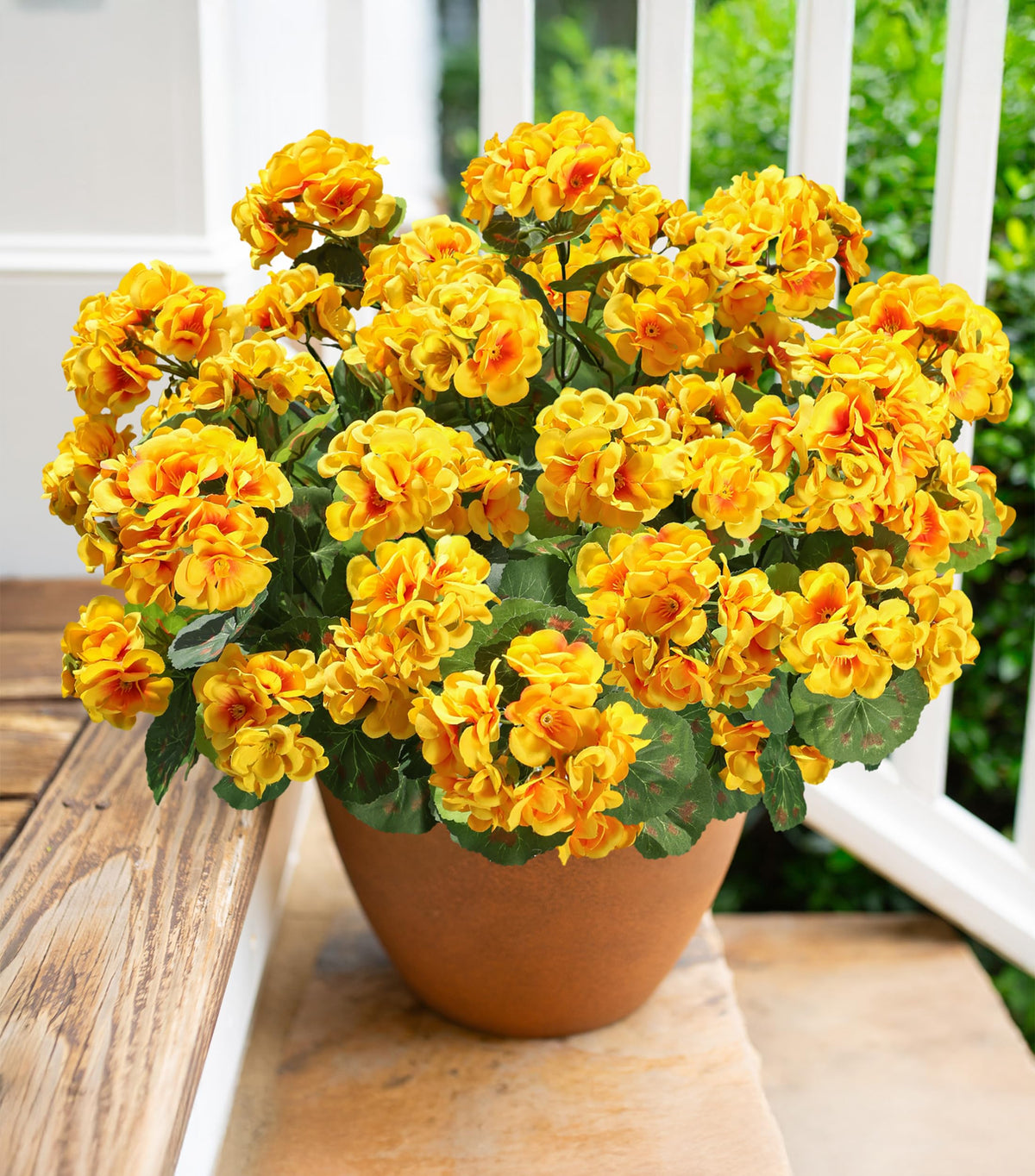 HyeFlora front packaging showing six yellow geranium bundles ready to place