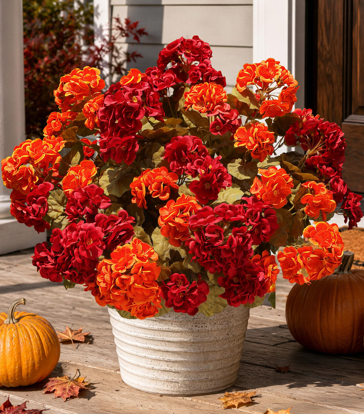 HyeFlora front view of six geranium bundles for instant fall curb appeal