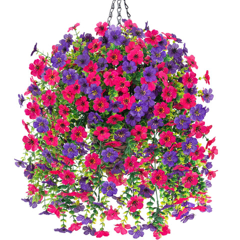 HyeFlora front view showing vibrant darkpurple and hotpink daisies enhancing curb appeal