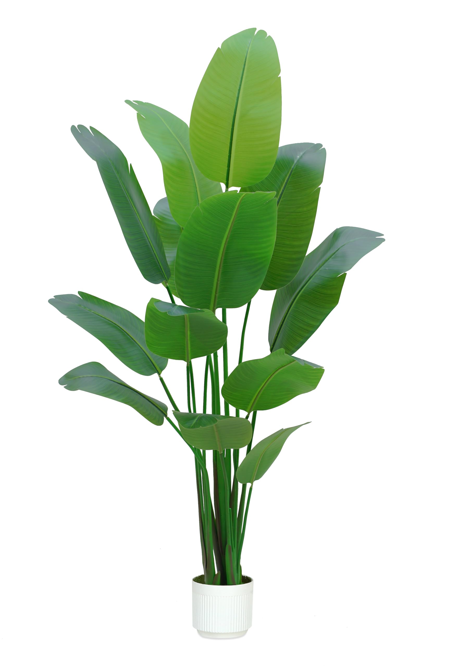 HZXGCP bird of paradise front view showing full height and dramatic foliage benefit