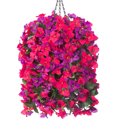 INSPRING bougainvillea front view showing full trailing flowers and instant curb appeal