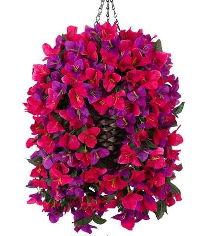 Ivydale bougainvillea front view showing full fuchsia blooms and instant curb appeal