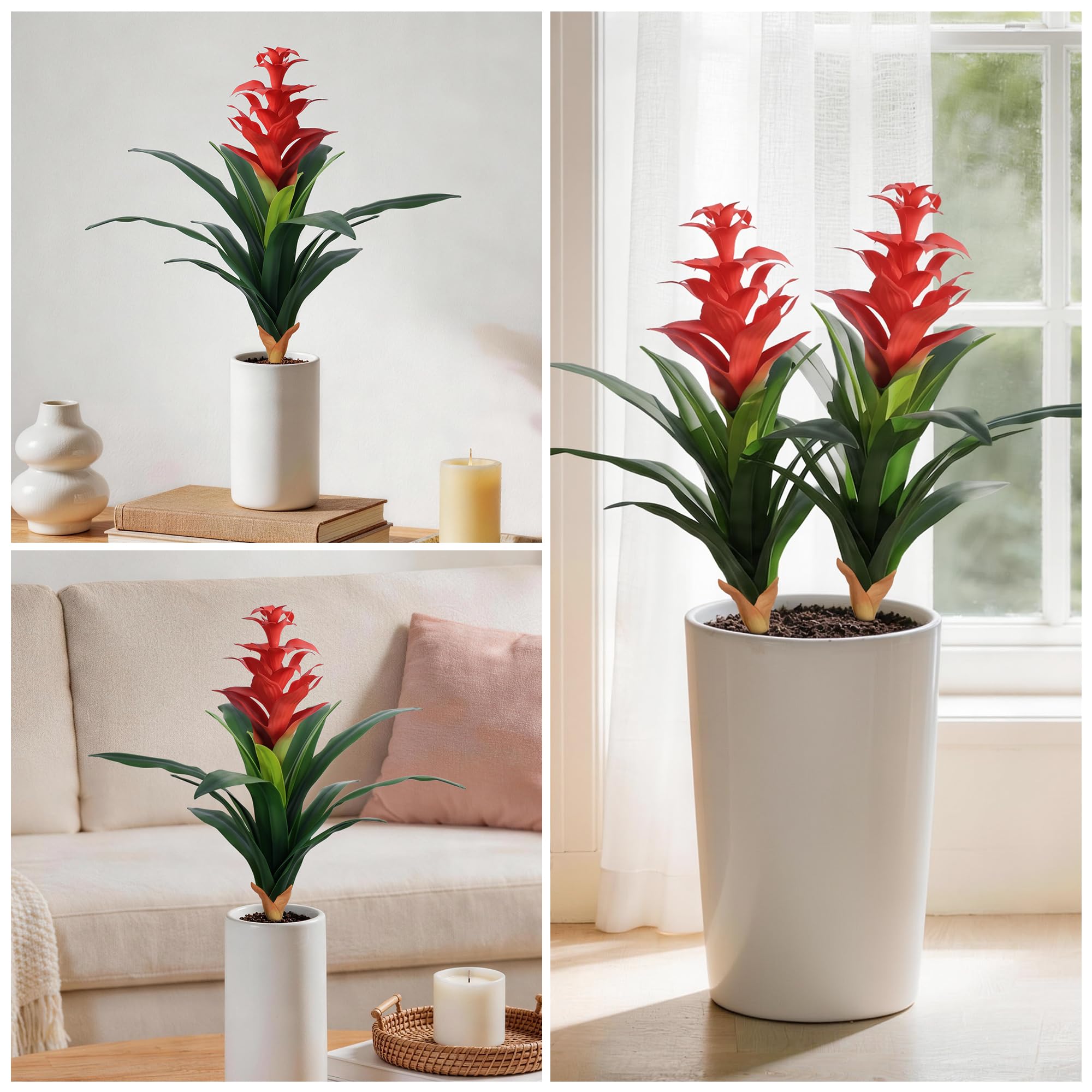 Ivydale bromeliad being wiped clean showing easy low maintenance