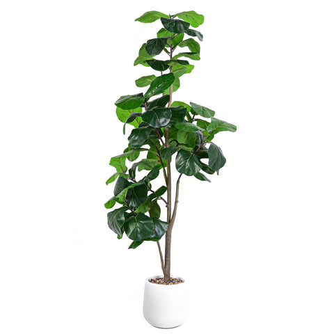 Jocoevol 6ft fiddle leaf tree front view adds instant green decor