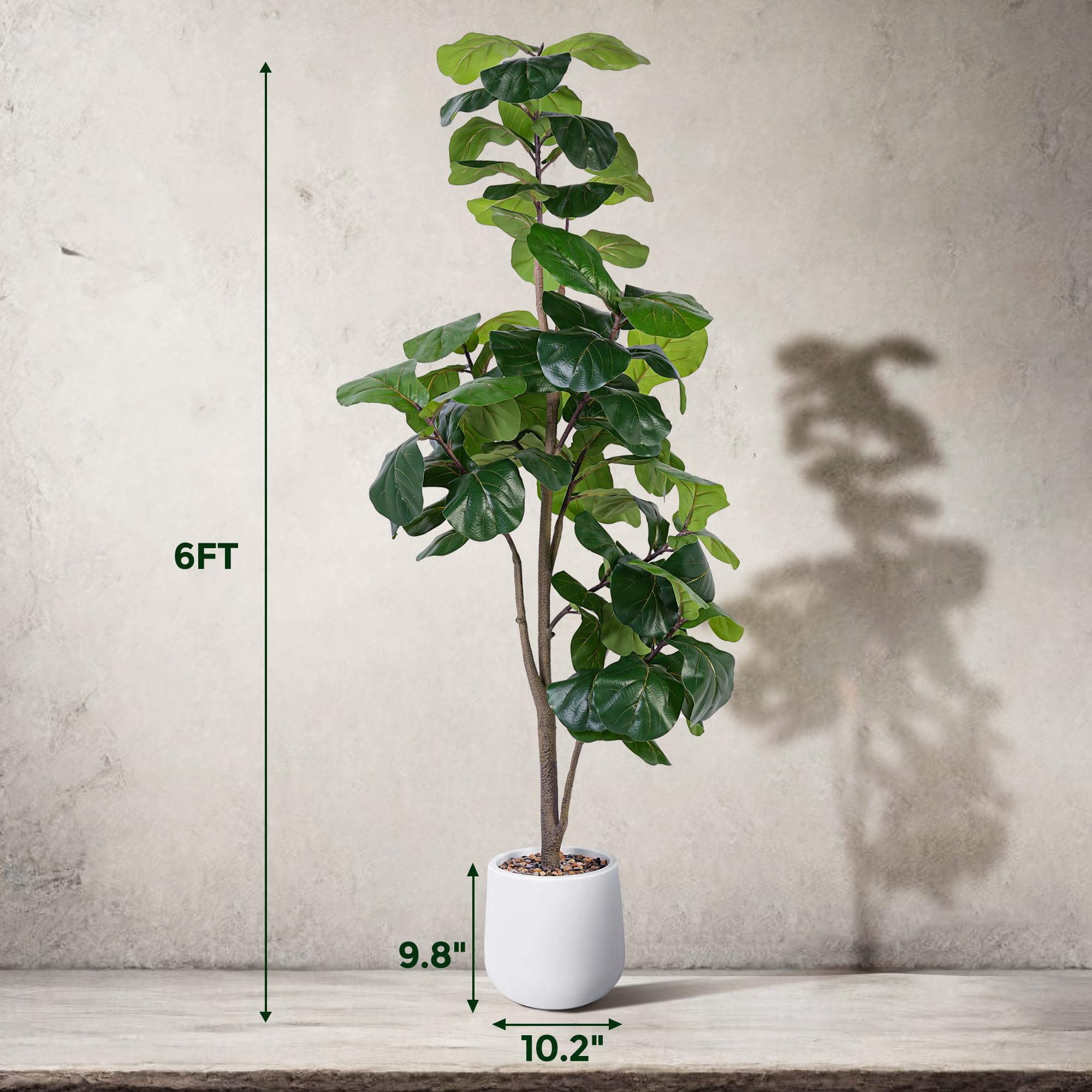 Jocoevol tree beside sofa shows scale and enhances room height