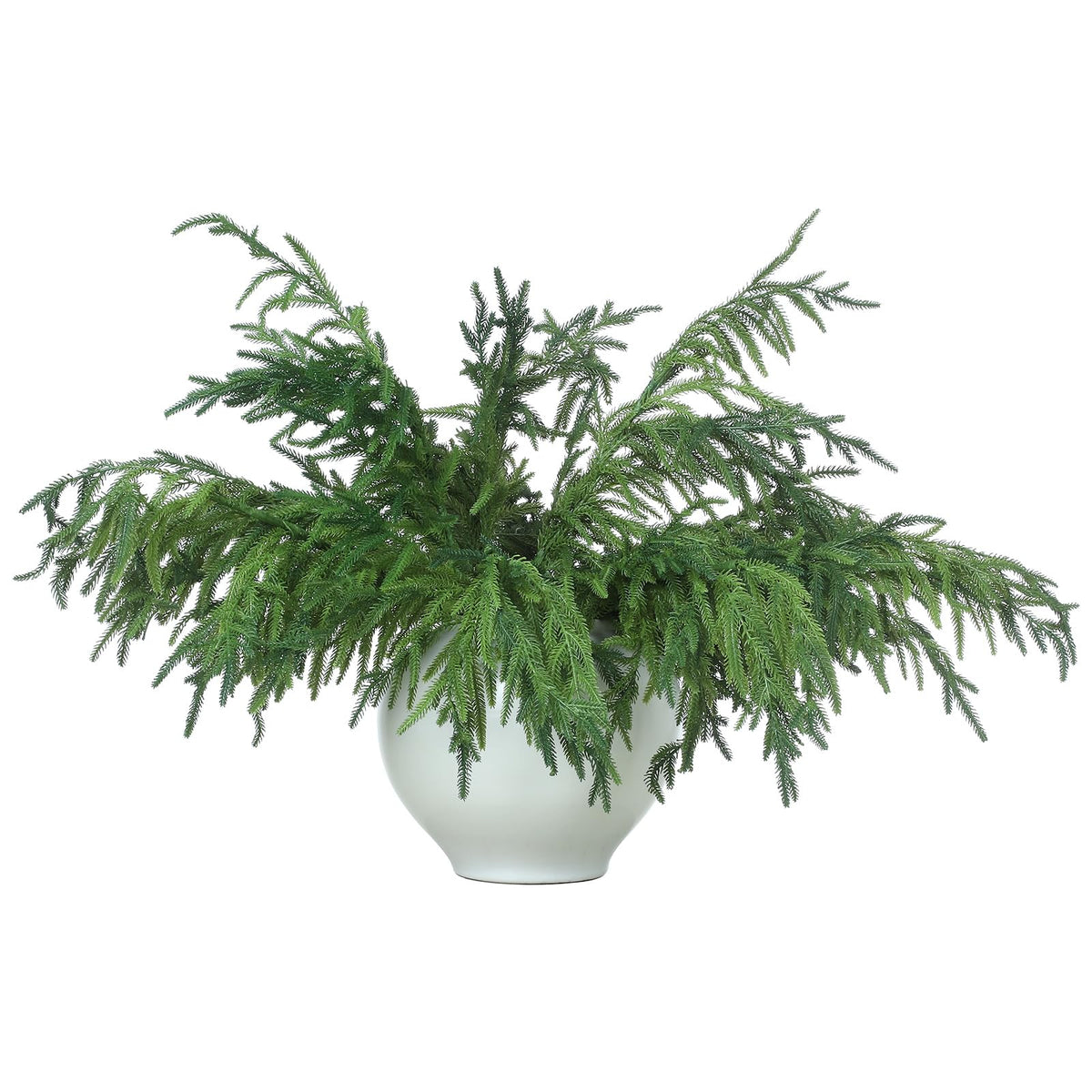 Jutom front view of 12-pack Norfolk pine branches showing full bundle and immediate volume