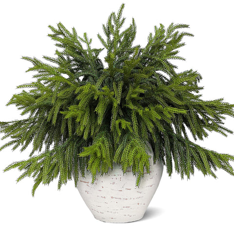 Juxdp front packaging showing 40 realistic Norfolk pine stems, easy holiday styling