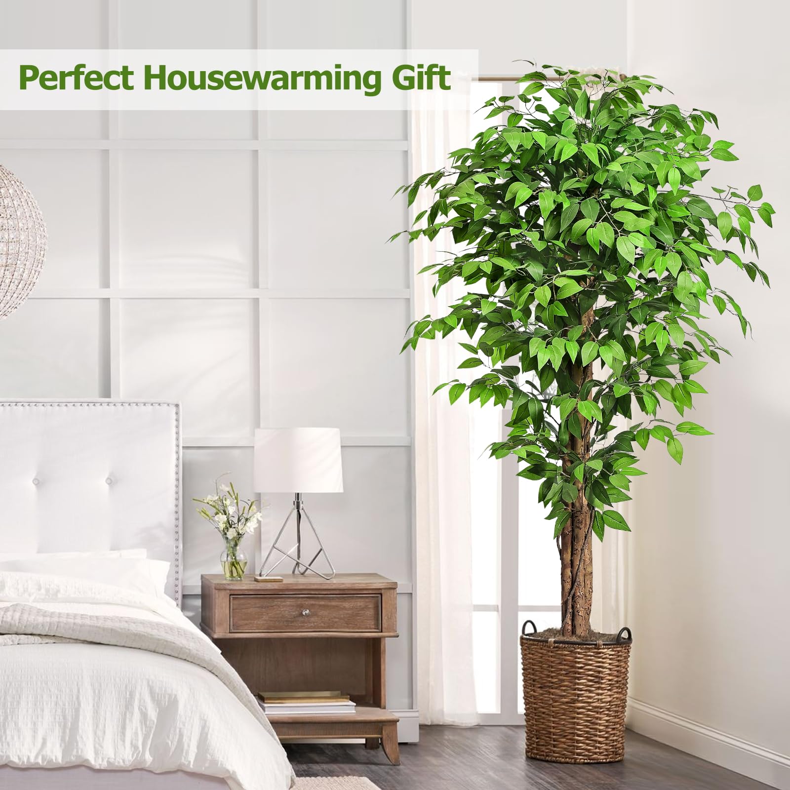 Keeplush ficus beside sofa illustrating 74-inch height scale