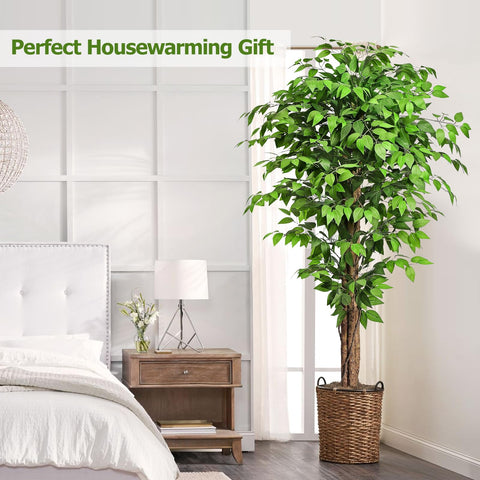 Keeplush ficus beside sofa illustrating 74-inch height scale