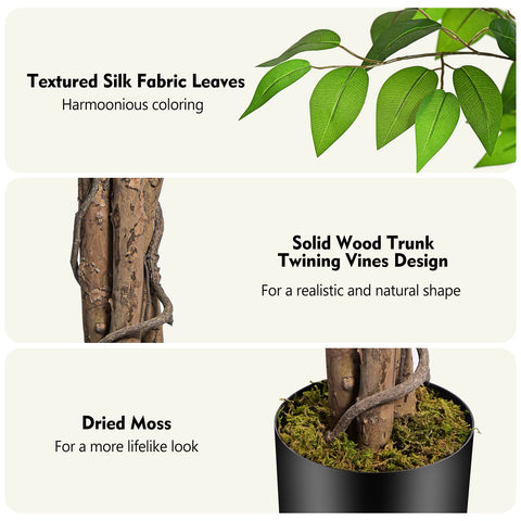 Keeplush ficus close-up of three curved trunks highlighting sturdy base