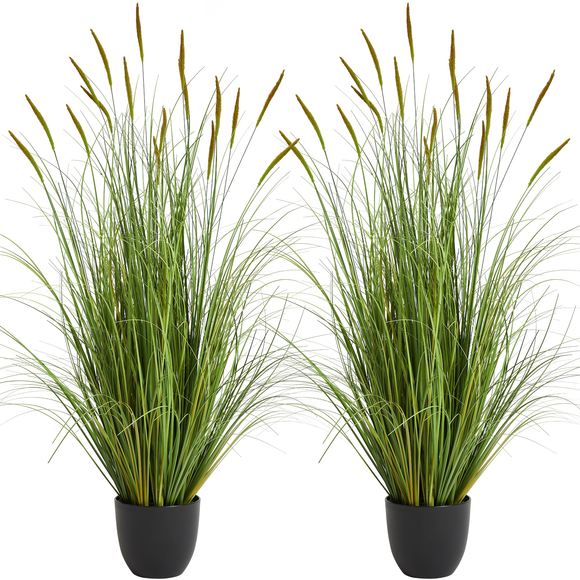 KOL front view of two 3ft cattail reed grass showing full arrangement and height benefit