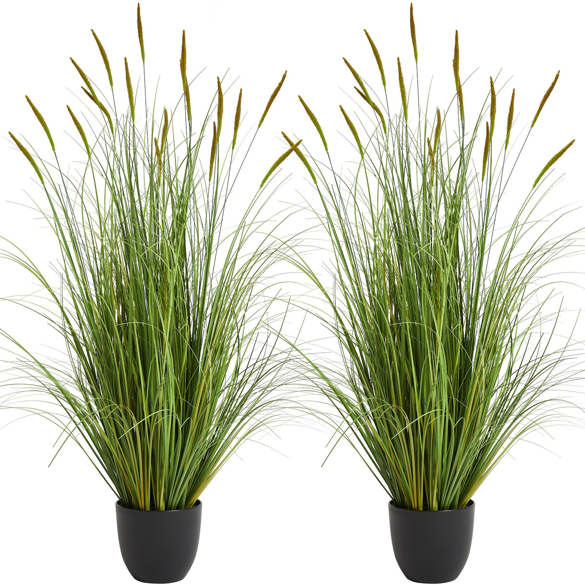 KOL front view of two 3ft cattail reed grass showing full arrangement and height benefit