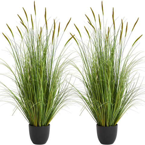 KOL front view of two 3ft cattail reed grass showing full arrangement and height benefit