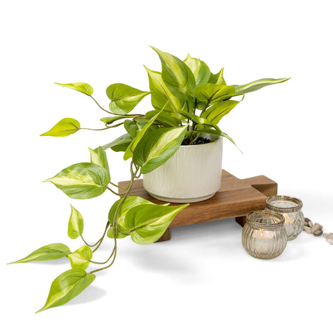 Kurrajong Farmhouse faux pothos front view showing cascading vines and instant decor impact