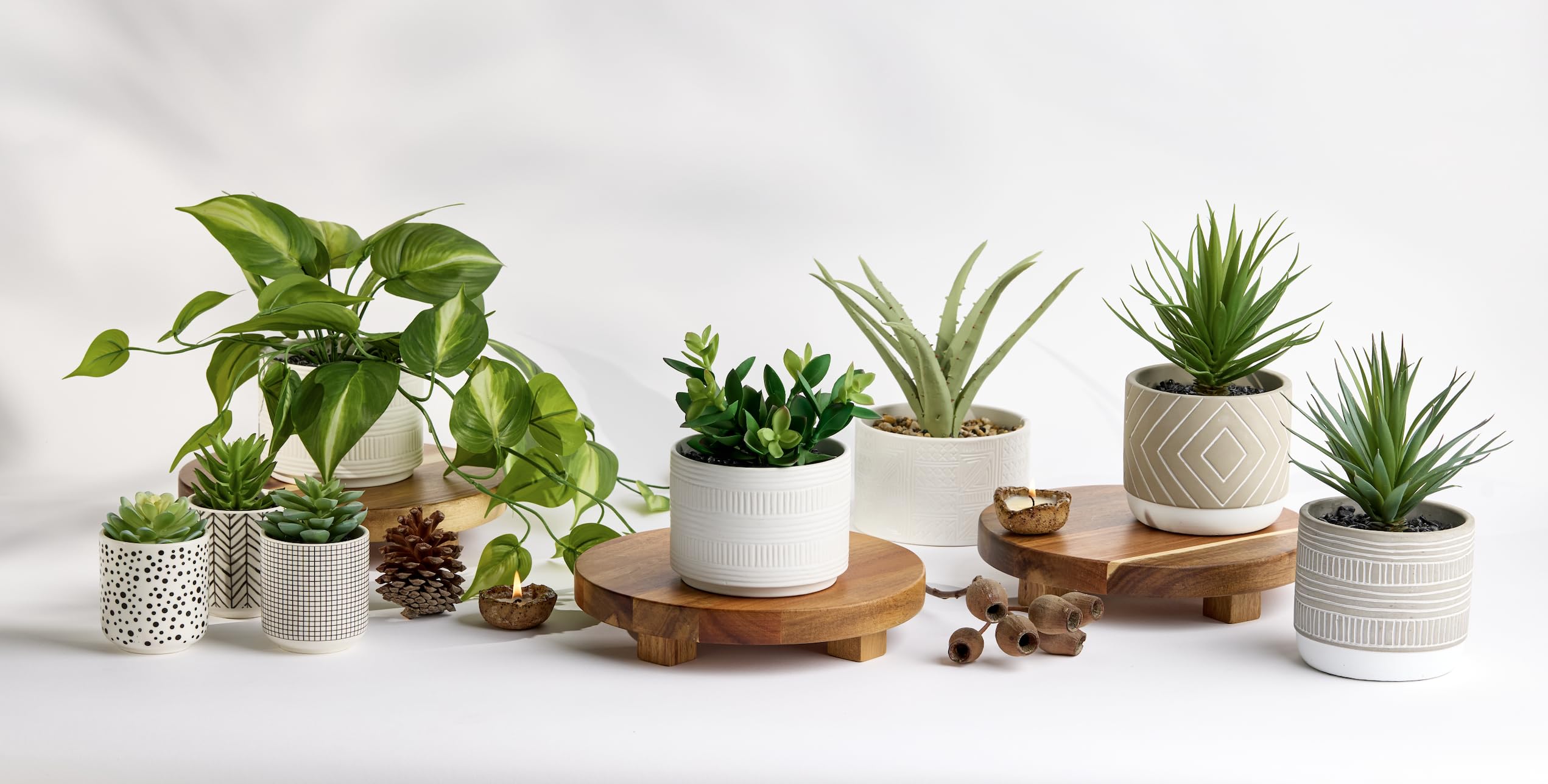 Kurrajong Farmhouse beside hand for scale, compact 5-inch pot fit