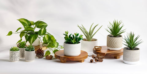 Kurrajong Farmhouse beside hand for scale, compact 5-inch pot fit