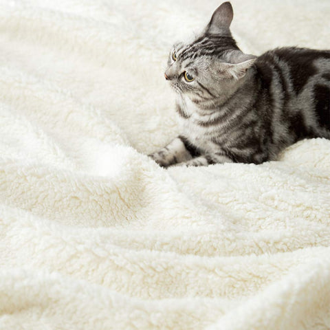 LBRO2M blanket draped on couch in living room conveying cozy shared comfort