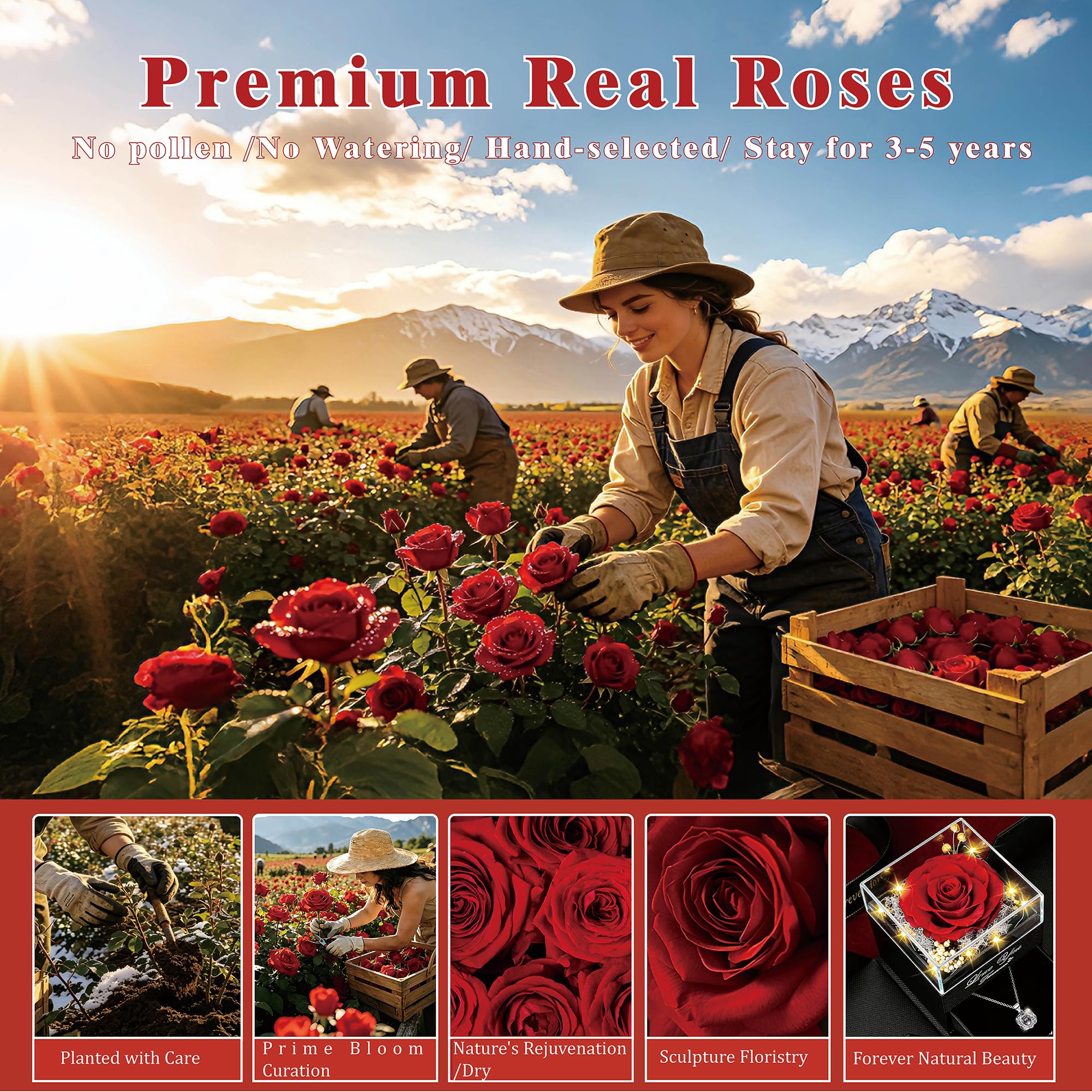 Lebana preserved rose beside a ruler showing compact scale for shelf or desk display