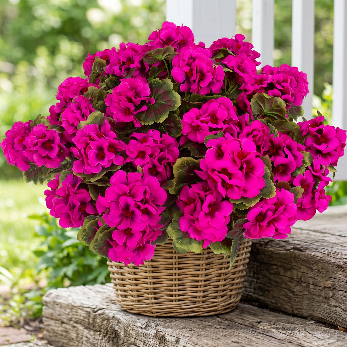 lovemoon front view of 8-pack geraniums showing ready-to-display blooms and packaging benefit