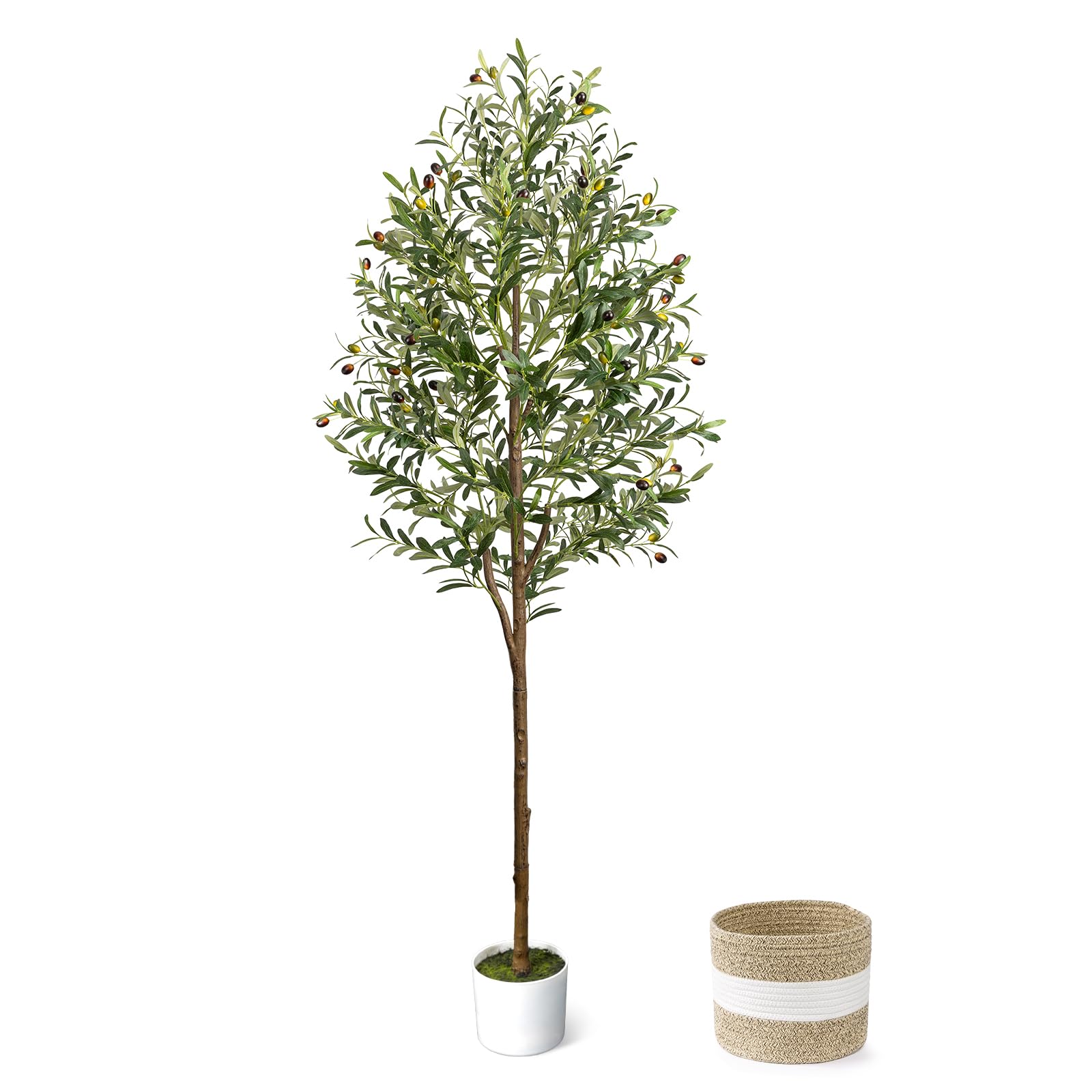 LuceAlberi front view of full 6ft olive tree showing height and style