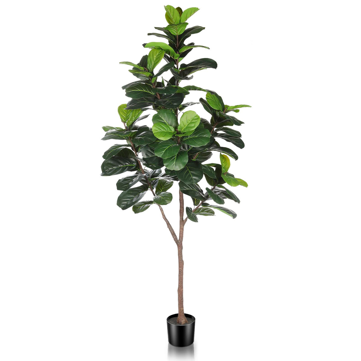 LYERSE front view of 6.5ft fiddle leaf fig creating a green focal point