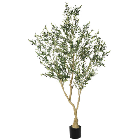 LYERSE full view of 7ft olive tree adding instant style