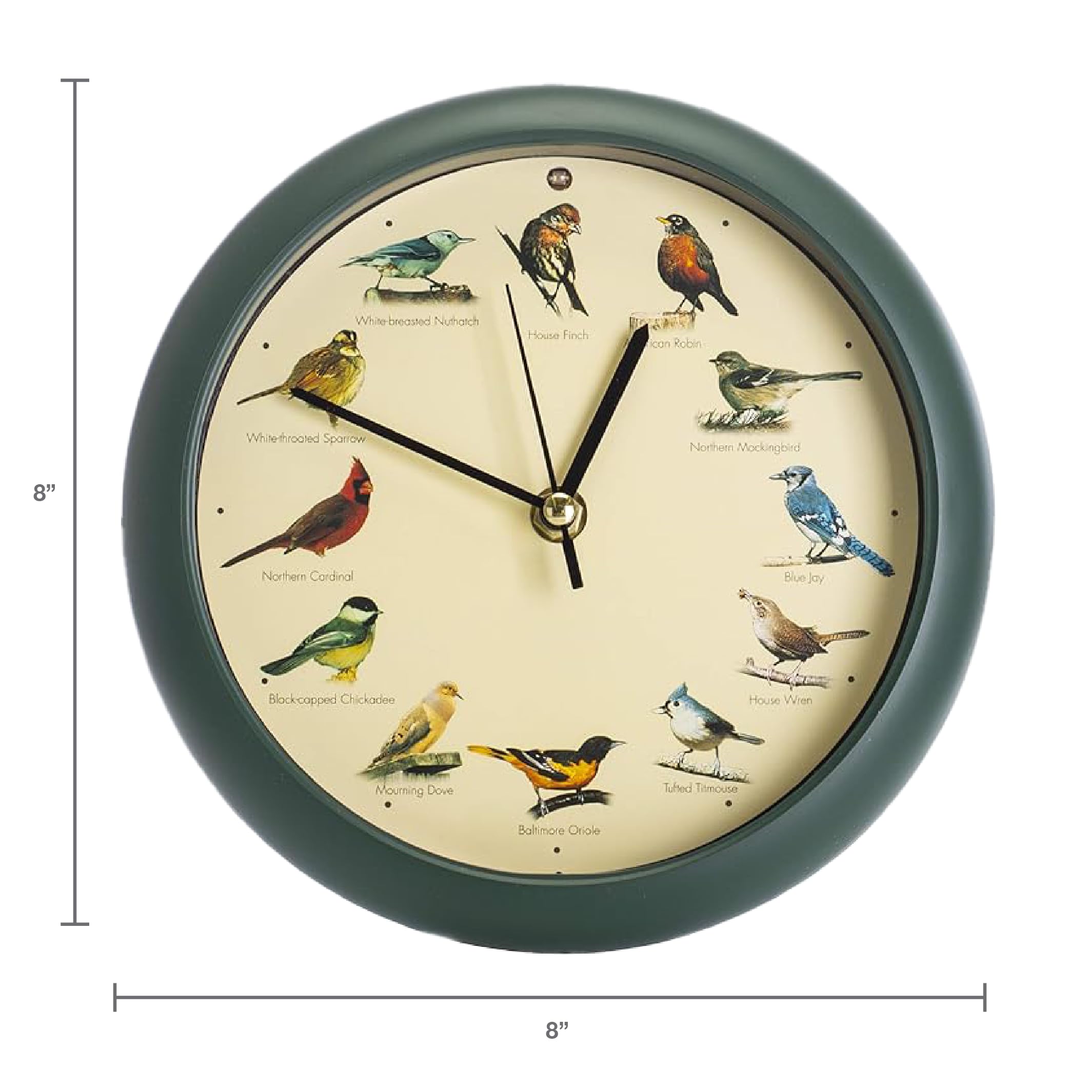 Mark Feldstein close-up species portrait detail with bird illustration aiding visual identification