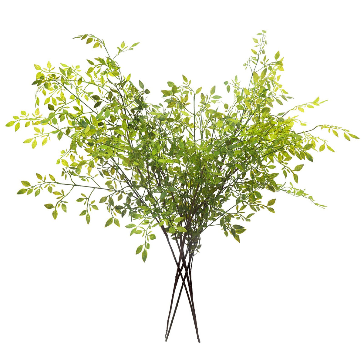 Melorca&Guilla front view of four tall nandina stems showing height and fullness