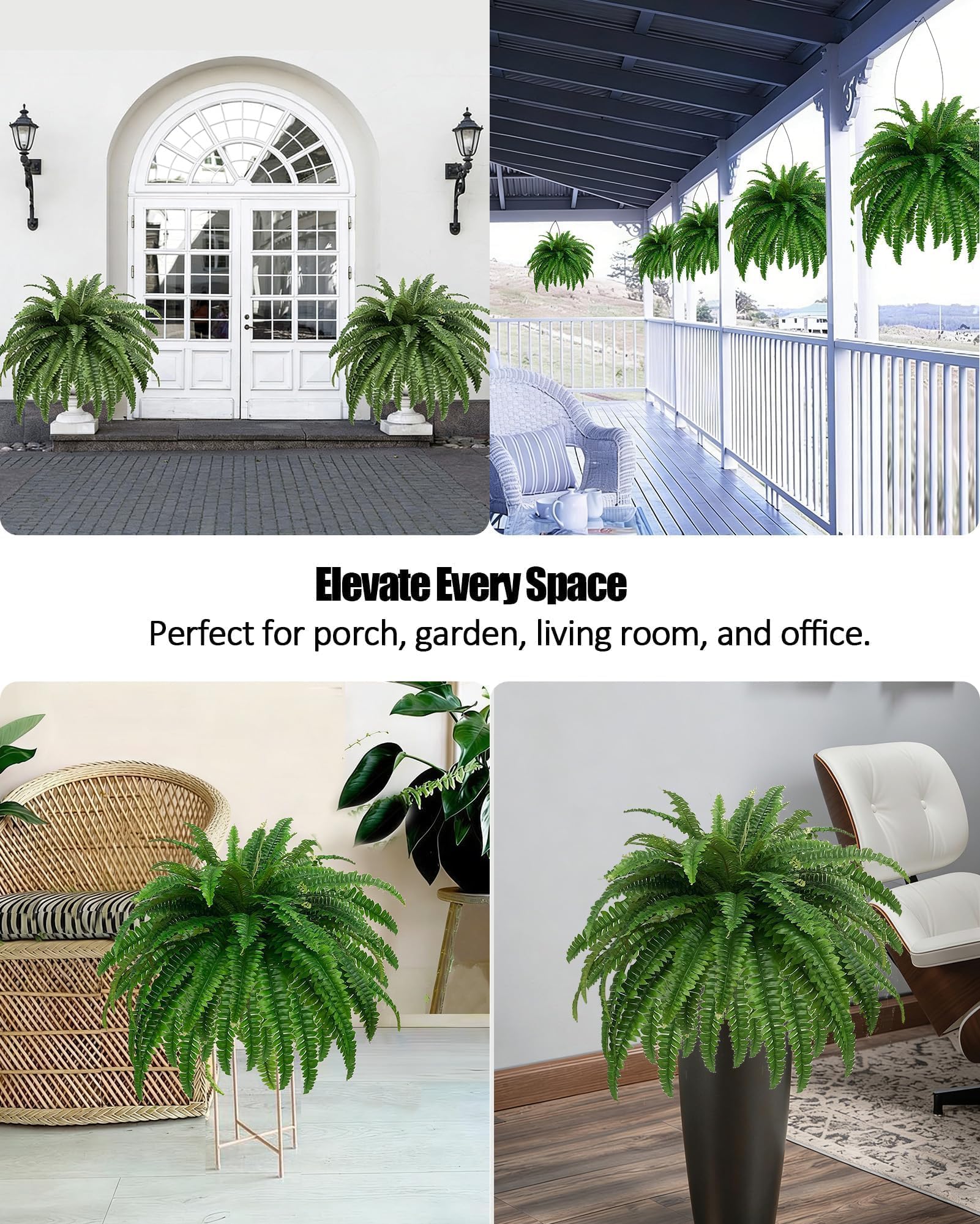 Miuyeah Miao fern beside a chair showing scale and how it fills large planters