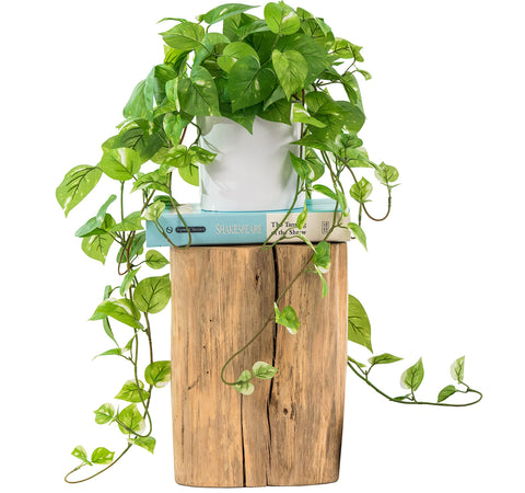 MY ROVALA front view in white pot showing realistic greenery and instant decor impact