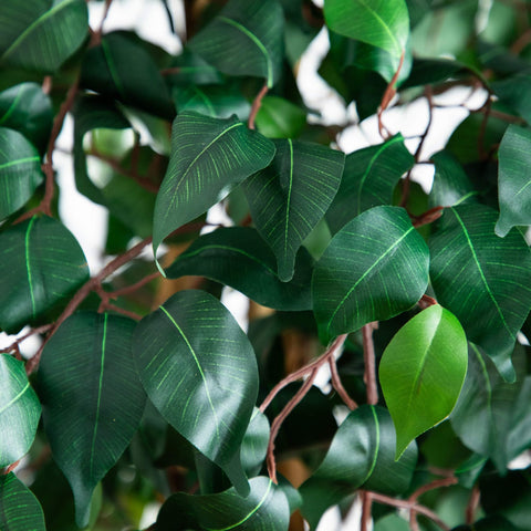 Nearly Natural ficus in entryway showcasing welcoming decor and low-maintenance benefit