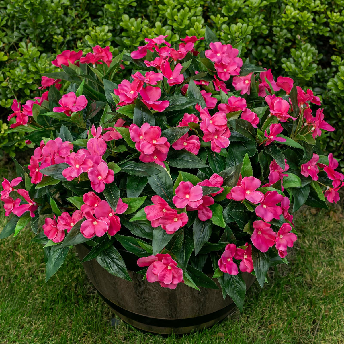 Nigirior front view of six rose-red bundles showing vibrant outdoor-ready blooms