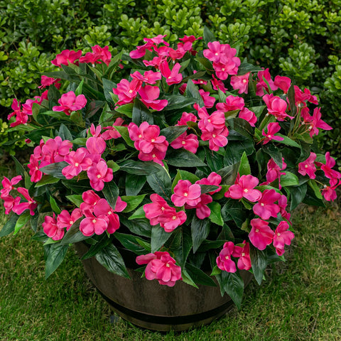 Nigirior front view of six rose-red bundles showing vibrant outdoor-ready blooms