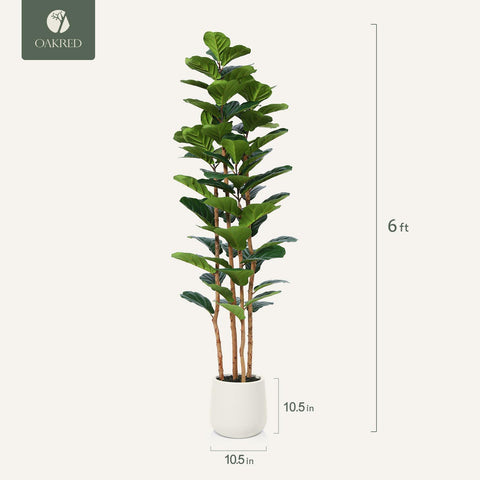 OAKRED tree beside a sofa for scale showing its 6ft height and balanced proportion
