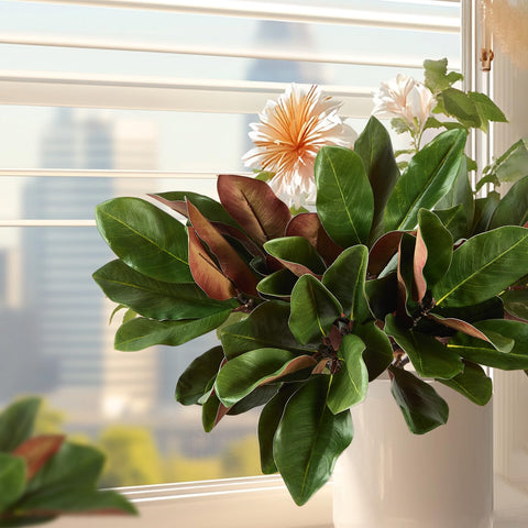 OBDXZHC magnolia stems next to a ruler showing 22-inch length for size clarity