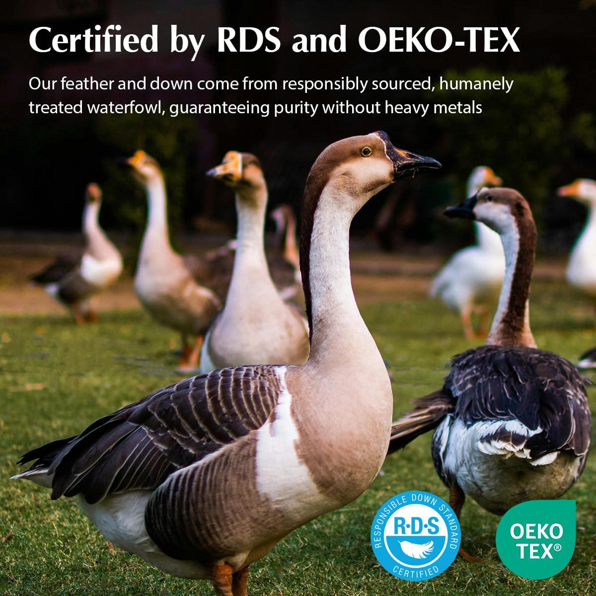 Pacific Coast pillows on bed showing size and scale for queen mattresses