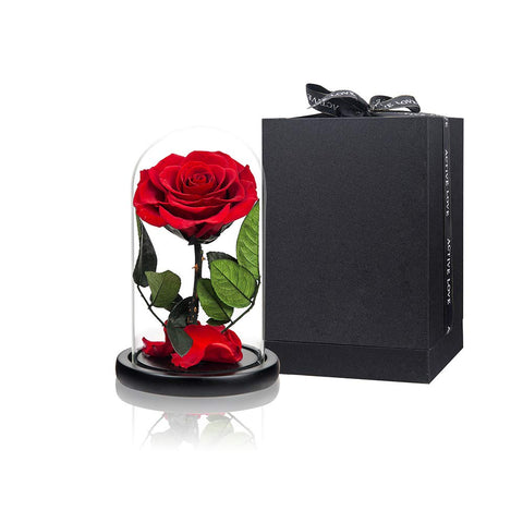 Perfectione Roses front view glass dome showcasing elegant preserved red roses for lasting beauty