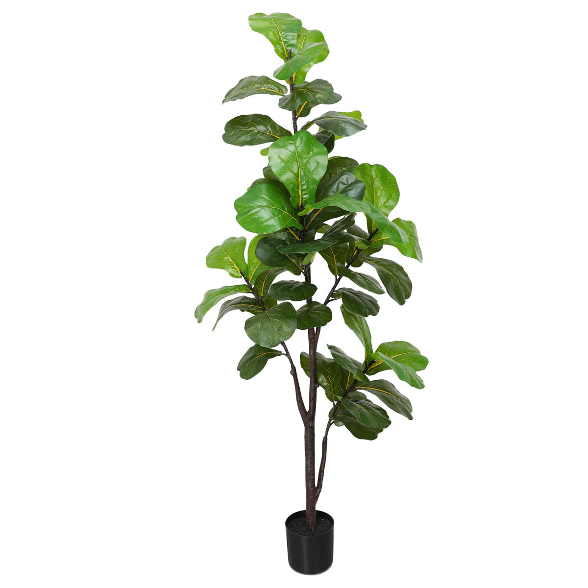 Pertivery front view of 6ft fiddle leaf fig showing full silhouette and impact